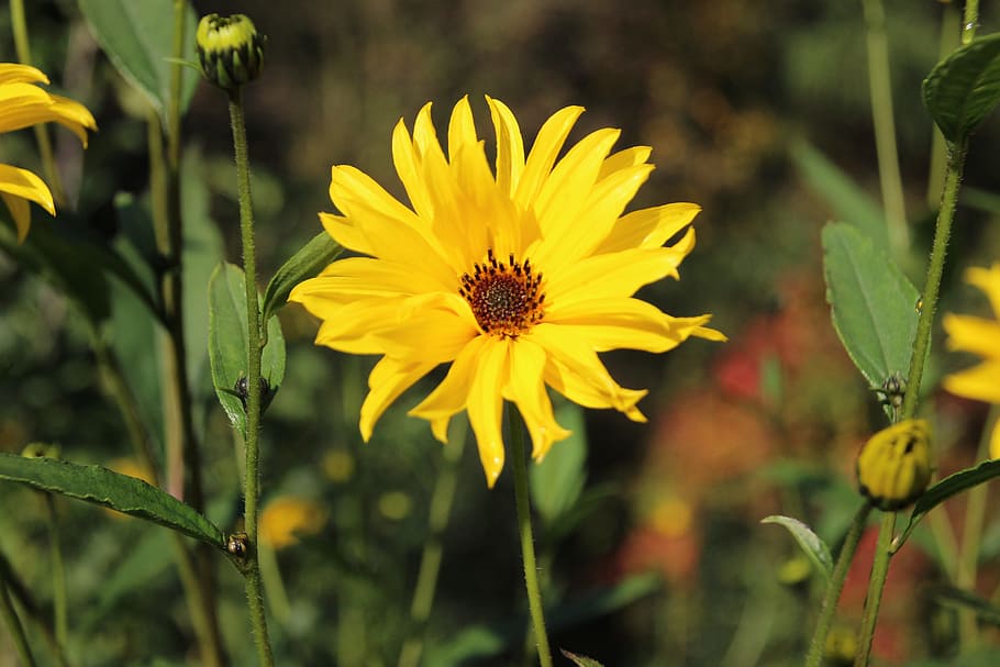 flower, yellow, garden, spring, blossom, bloom, plant, yellow flower HD wallpaper