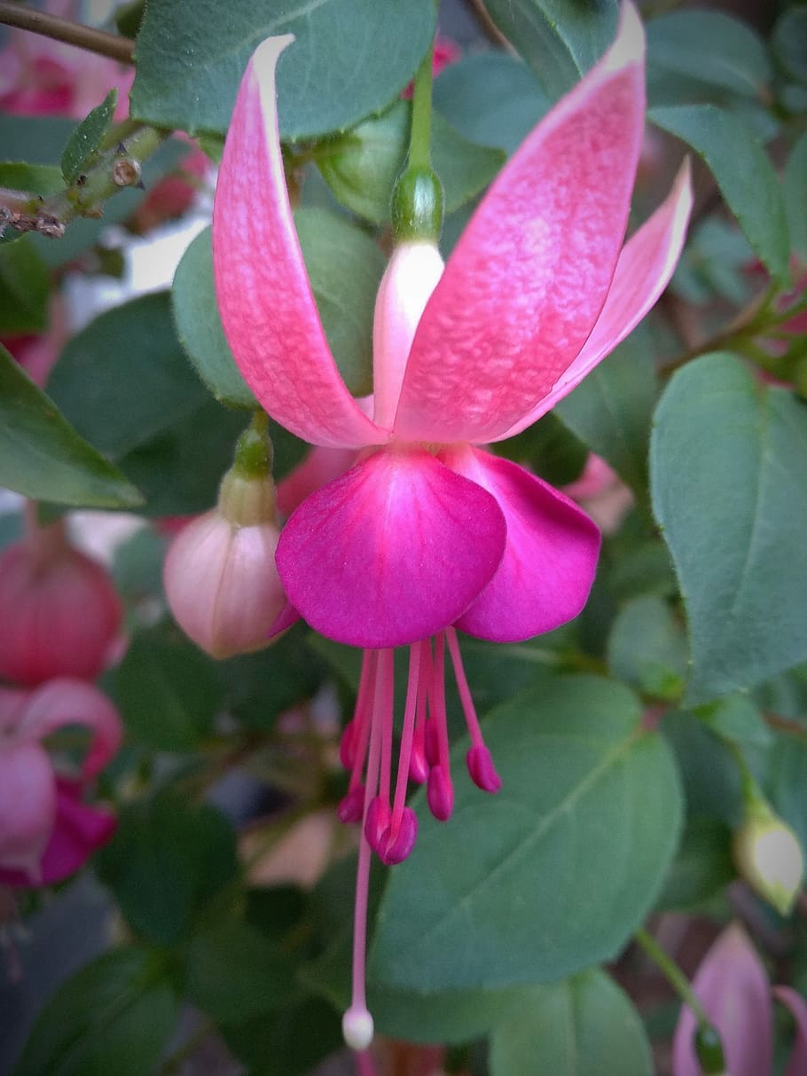 nature, leaf, summer, in the, flower, plant, fuchsia, garden HD wallpaper