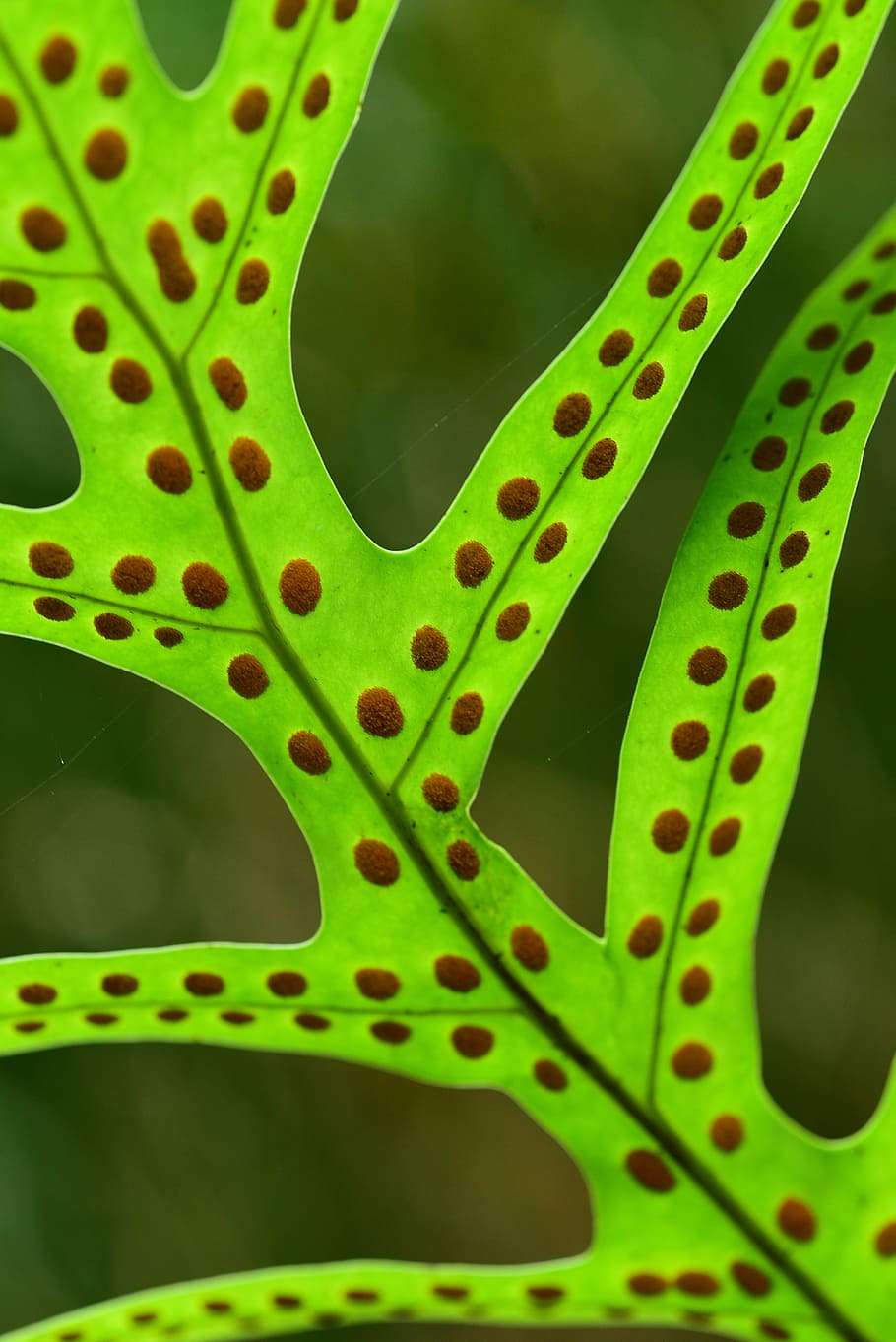 leaf, plant, close-up, macro, green, fern, green color, no people HD wallpaper
