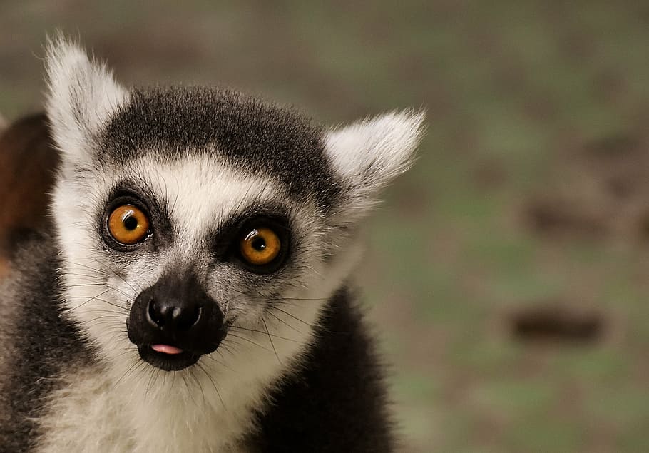 closeup photo of black and white meerkat, monkey, lemur, cute HD wallpaper
