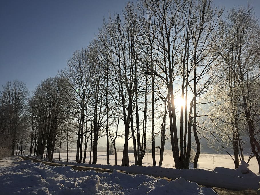 Winter, Snow, Wintry, Cold, Back Light, tree, white, cold temperature HD wallpaper