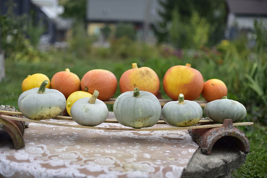 pumpkins, pumpkin butternut squash, vegetables, food, food and drink HD wallpaper