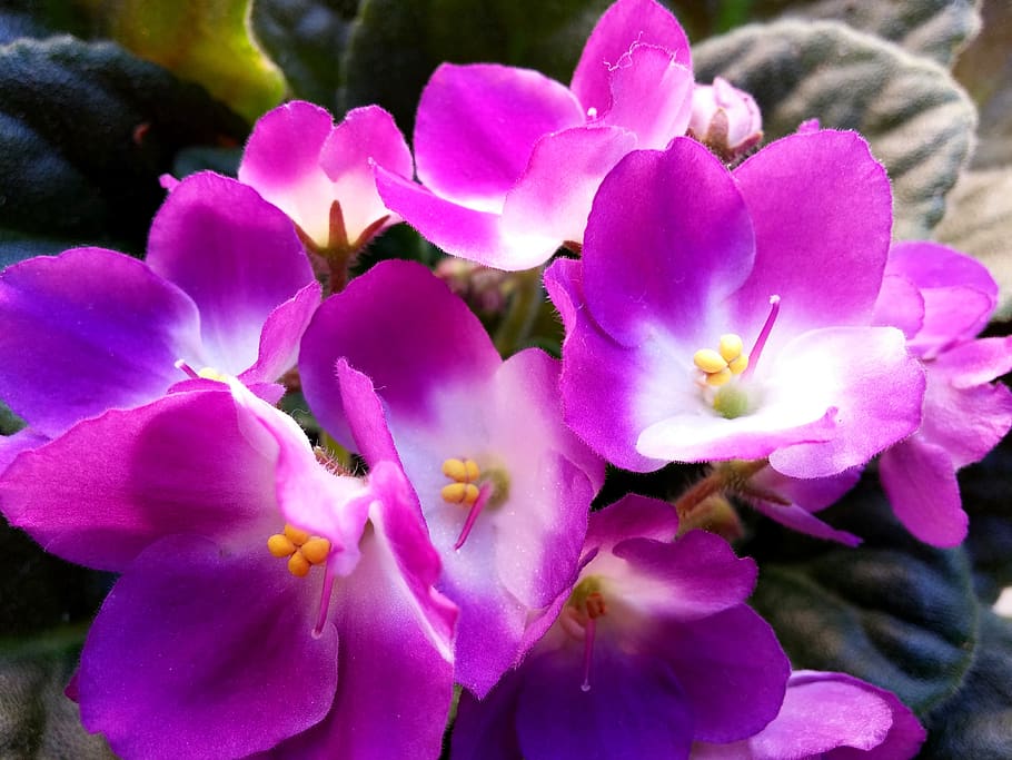 blossom, bloom, houseplant, african violets, potted plant, blossomed, HD wallpaper