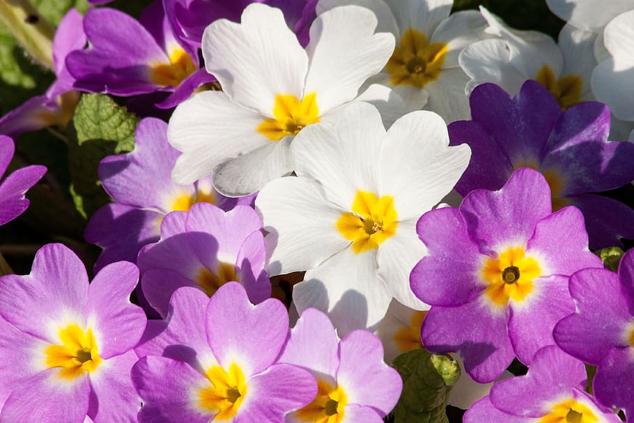 white and purple petaled flowers, primroses, primula vulgaris hybrid, HD wallpaper