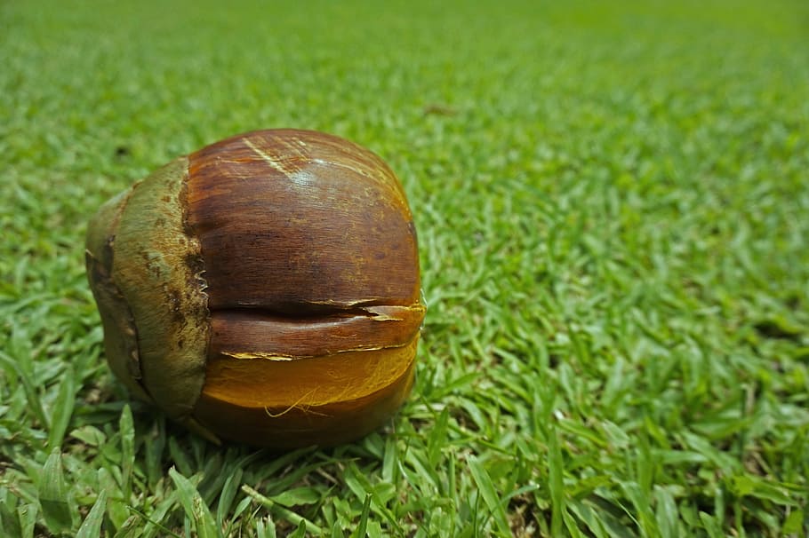palm, fruit, grass, nature, tree, tropical, plant, green, field HD wallpaper
