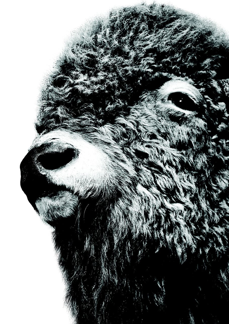 bison, buffalo, wild, canada, fur, animal, american, wildlife HD wallpaper