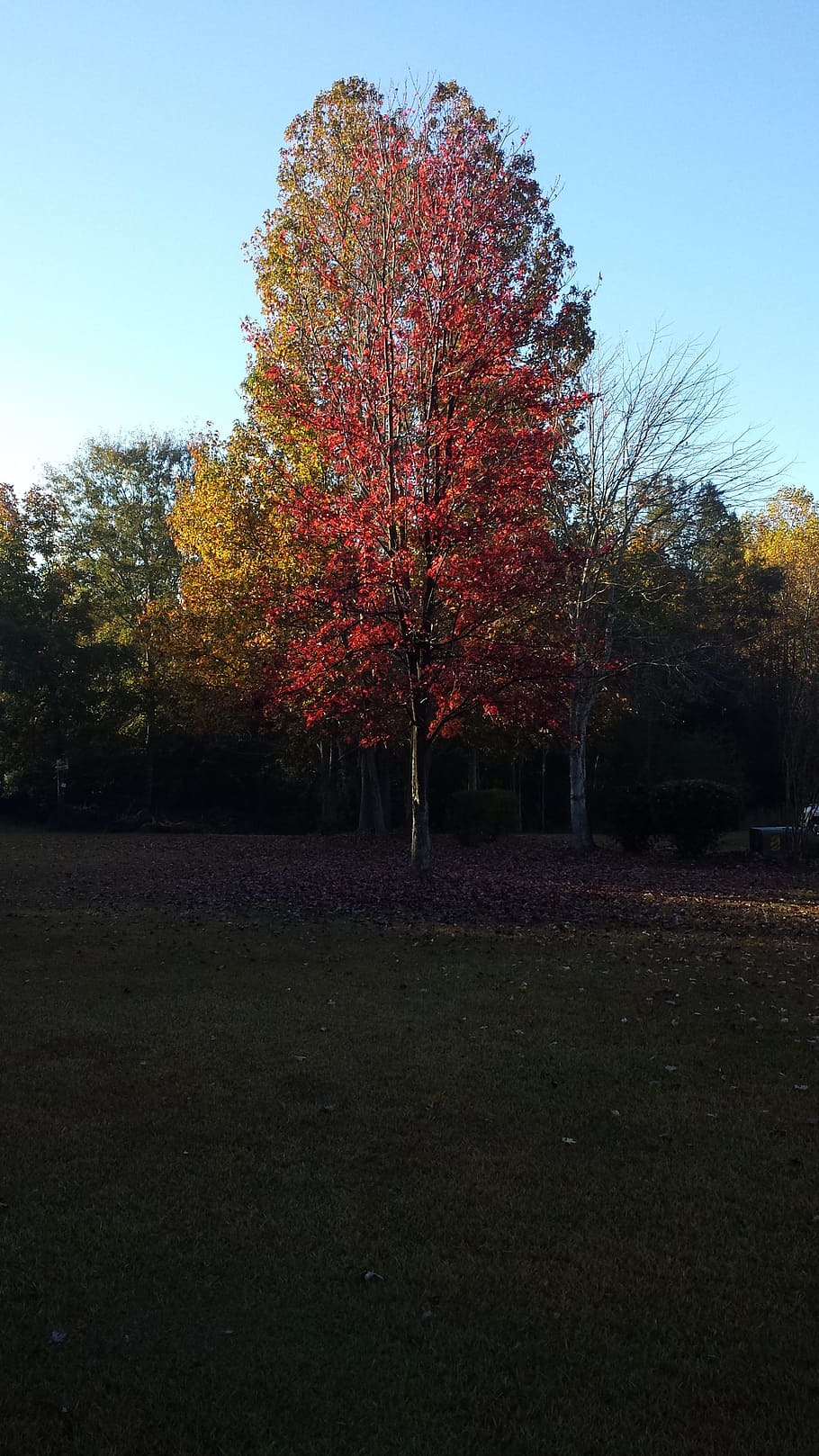 fall, colorful, orange, red, tree, vibrant, nature, plant, autumn HD wallpaper