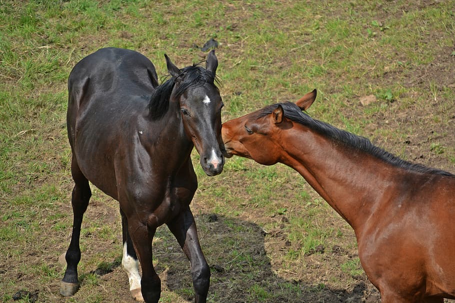 horses, flock, coupling, ride, animals, pasture, brown, graze HD wallpaper