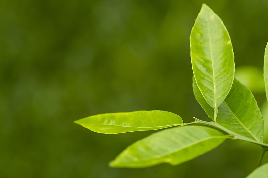 selective focus photography of green ovate leafed plant, leaves HD wallpaper