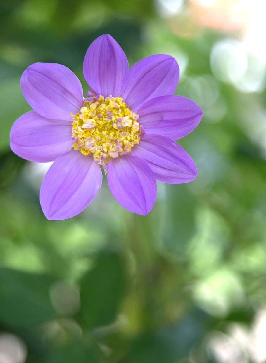 Lilac, Flower, Garden, nature, plant, summer, close-up, beauty In Nature HD wallpaper
