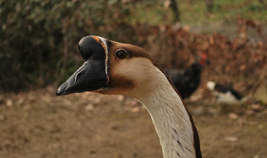 goose, head, bird, animals in the wild, animal themes, one animal HD wallpaper