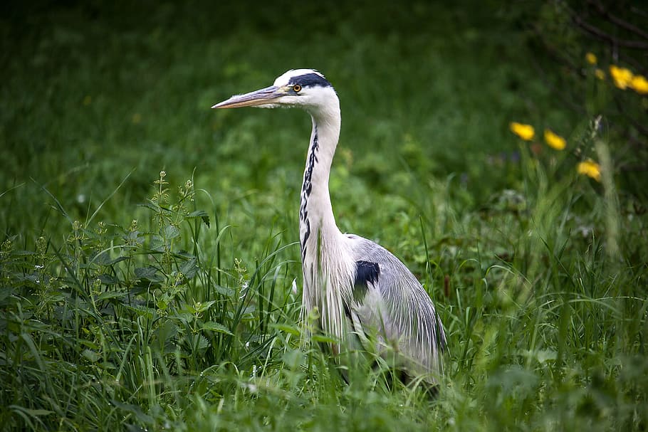 heron, grey heron, bird, animal themes, animal wildlife, vertebrate HD wallpaper