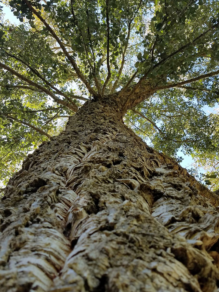 cork, tree, bark, texture, nature, wood, bottle, plant, tree trunk HD wallpaper