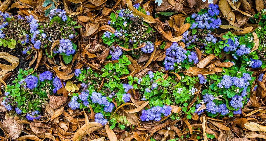 uk, visit, tourism, plant, plant part, day, growth, full frame HD wallpaper