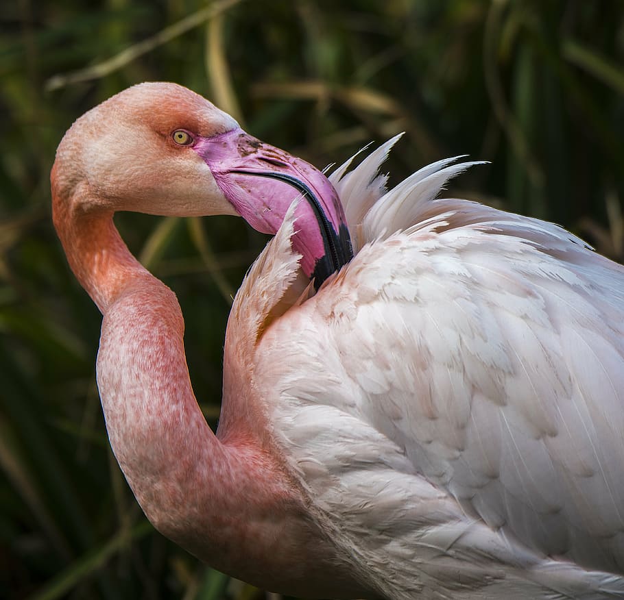 flamingo, exotic, bird, bill, plumage, pink, pink color, beak HD wallpaper