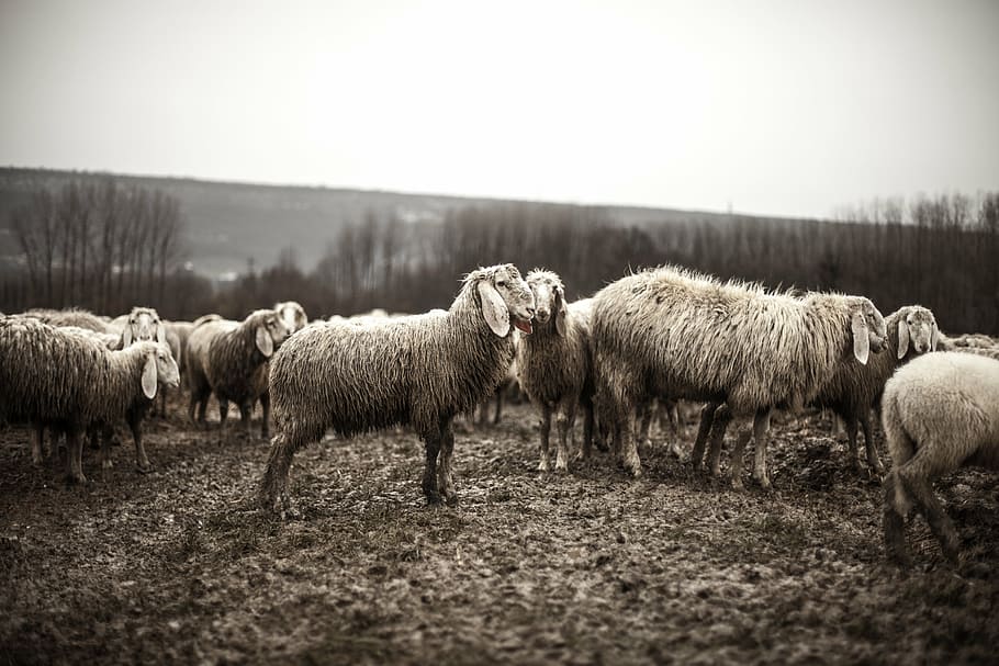 group of sheep standing on soil during daytime, animals, flock, HD wallpaper