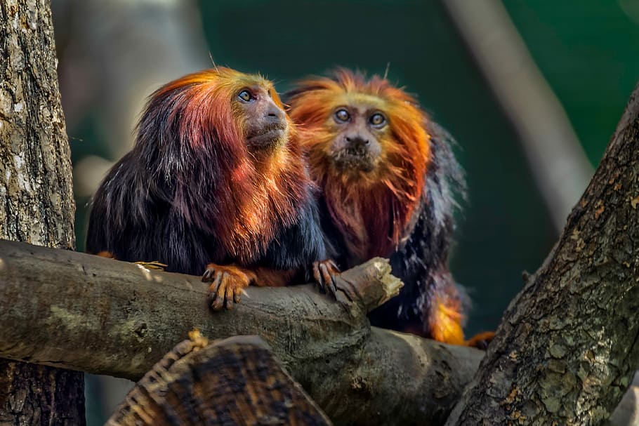 two brown-and-orange primates on wood, monkey, no person, petit HD wallpaper