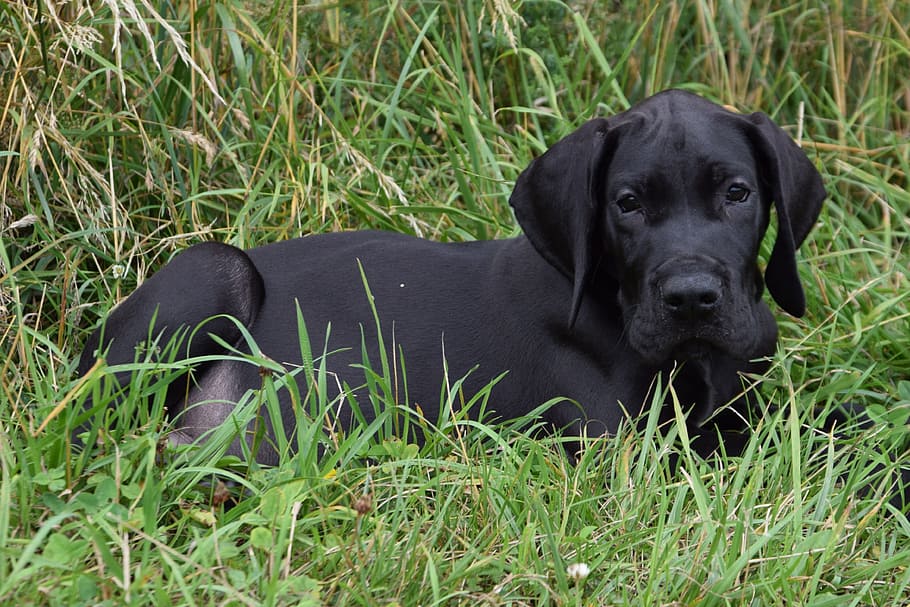adult black Labrador retriever sitting on grass, Great Dane, Puppy
