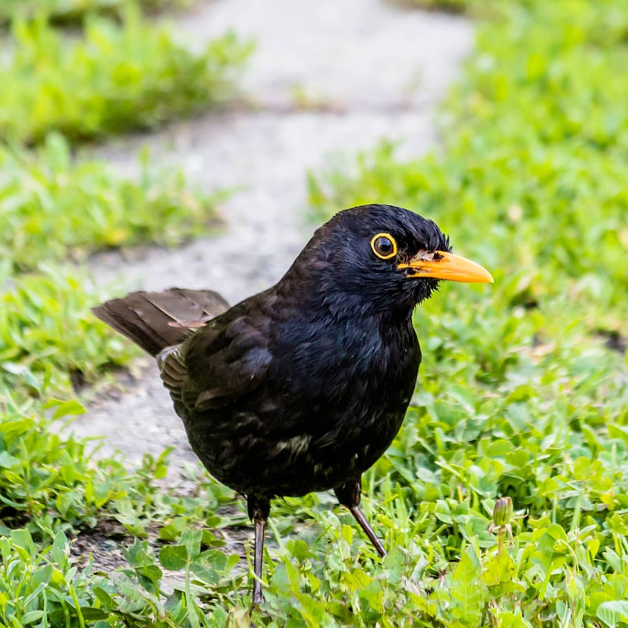 bird, thrush, blackbirds, animal themes, one animal, vertebrate HD wallpaper