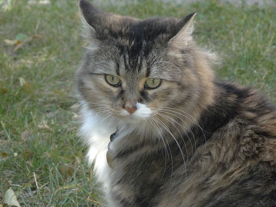Cat, Pet, looking, domestic cat, pets, feline, domestic animals HD wallpaper