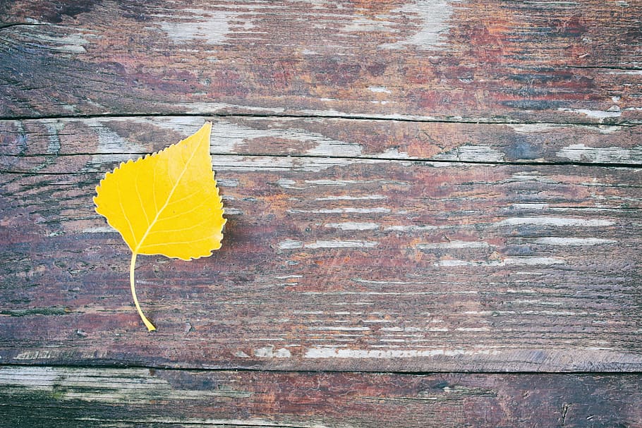 letter, leaf, autumn, wood, yellow, brown, table, board, background HD wallpaper