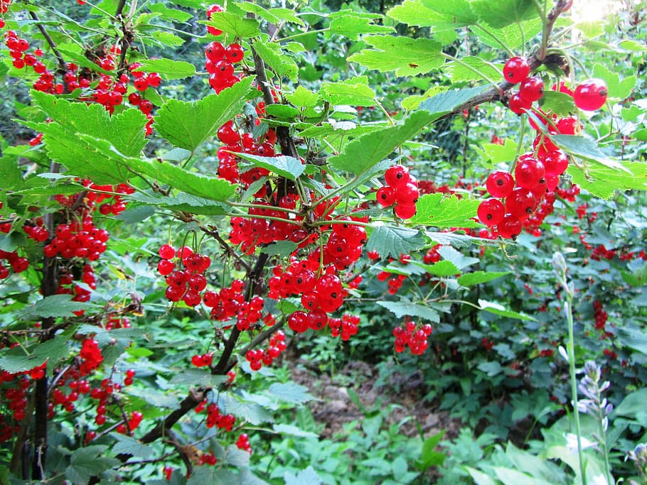 currant, berry, fruit, summer, red, healthy eating, growth HD wallpaper