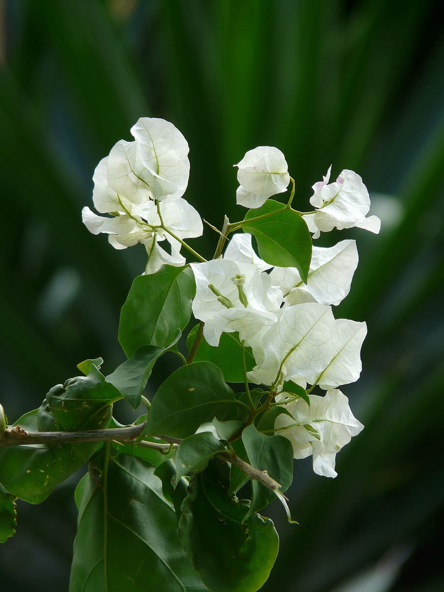 Bougainvillea, White, Flower, Blossom, bloom, inflorescence, HD wallpaper