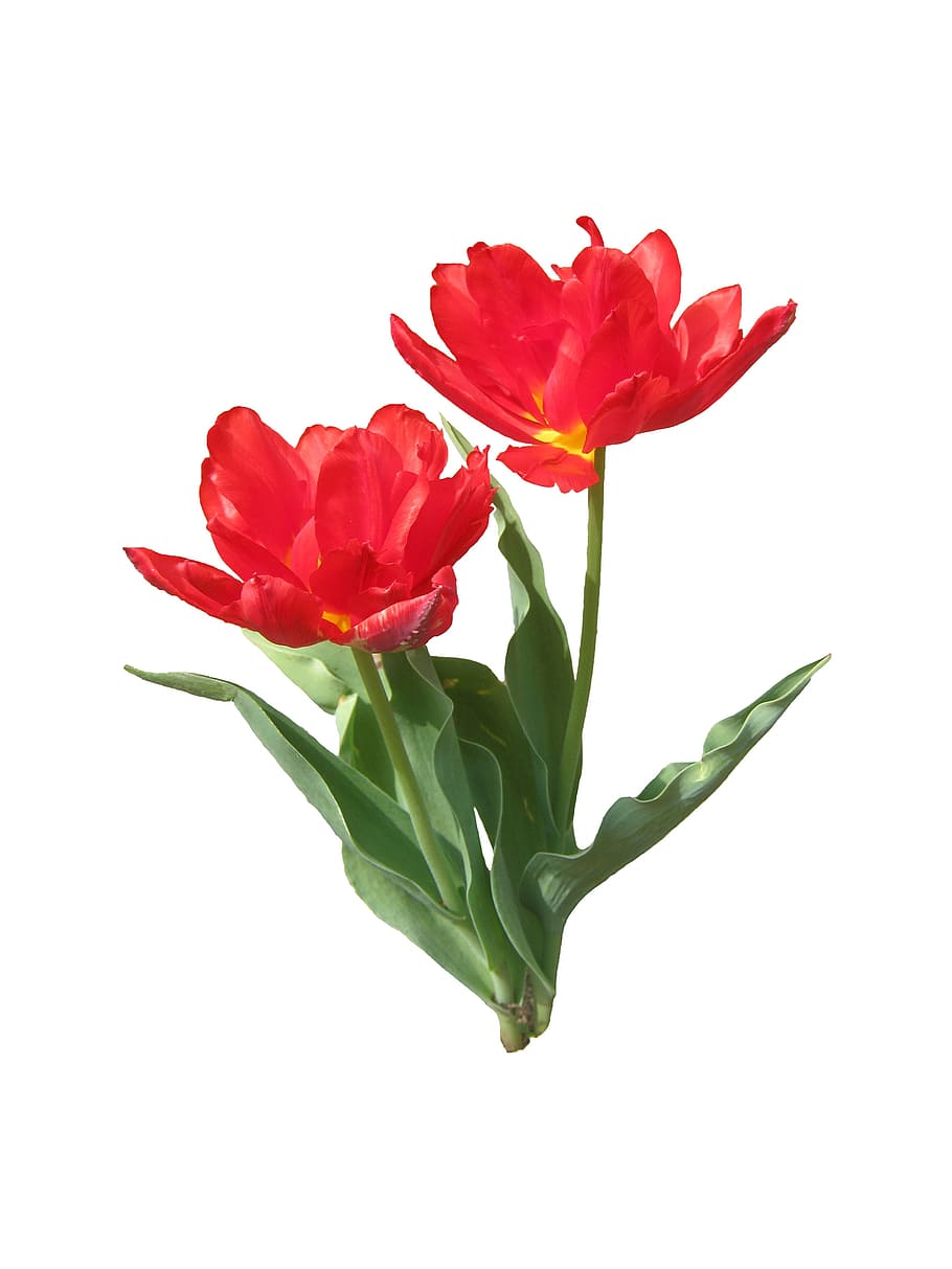 Tulips, Spring, Bloom, Blossom, red, open, isolated, flower HD wallpaper