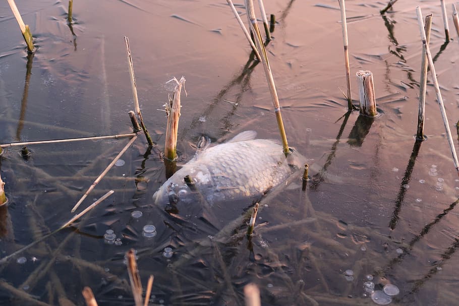 fish, ice, water, winter, on ice, animal themes, lake, high angle view HD wallpaper