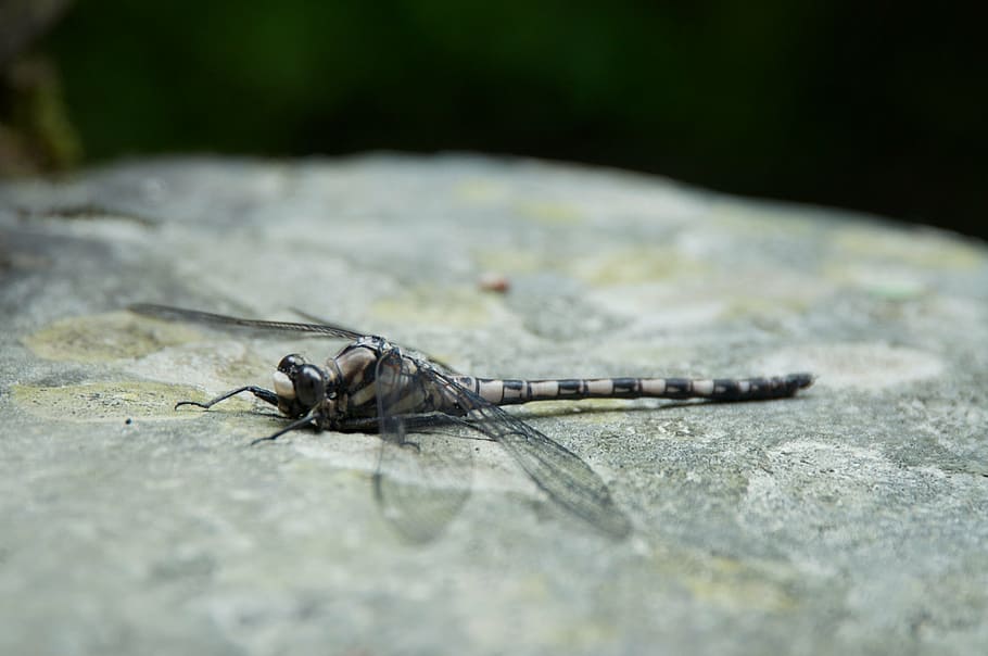 gray, dragonfly, rock, insect, animal, nature, wildlife, close-up HD wallpaper