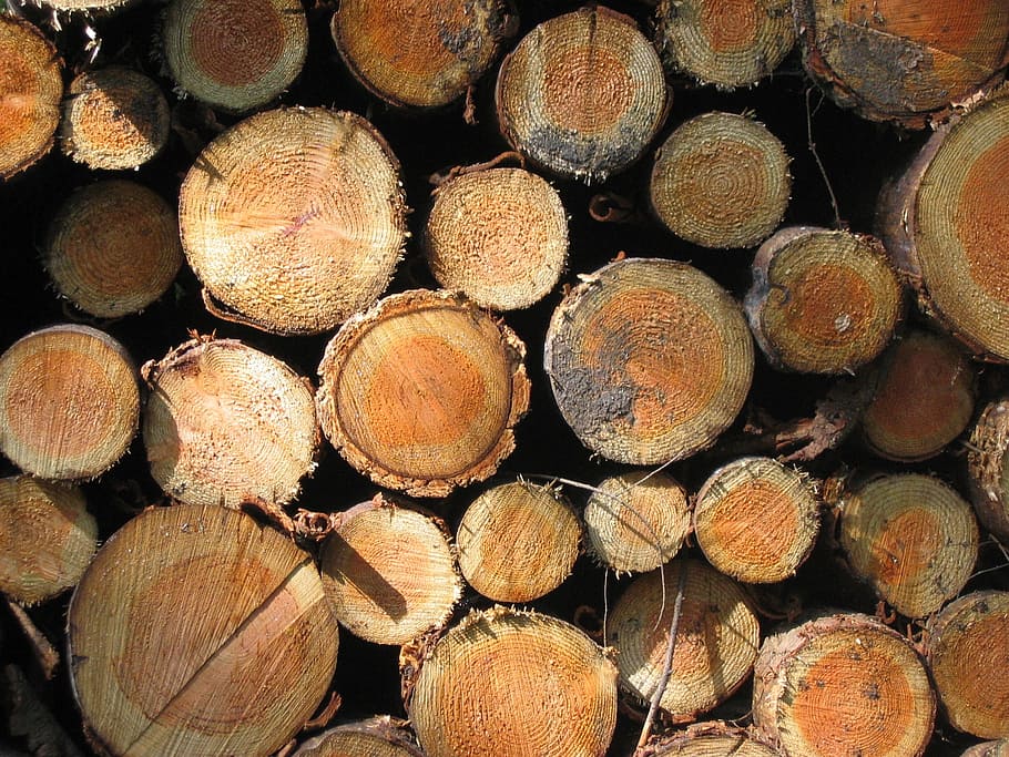 tree stump, bark, forest, wood, nature, log, sawed off, tree bark HD wallpaper