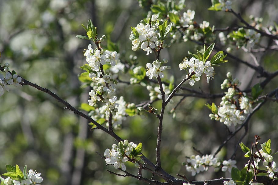spring, white, bloom, nature, apple tree, leaves, living nature HD wallpaper