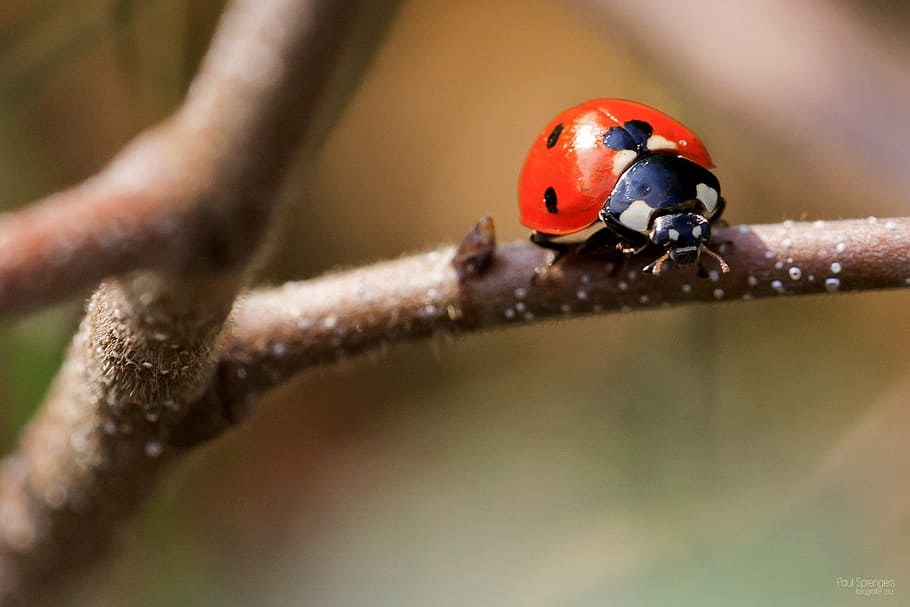 selective focus photography of red ladybird beetle, ladybug HD wallpaper