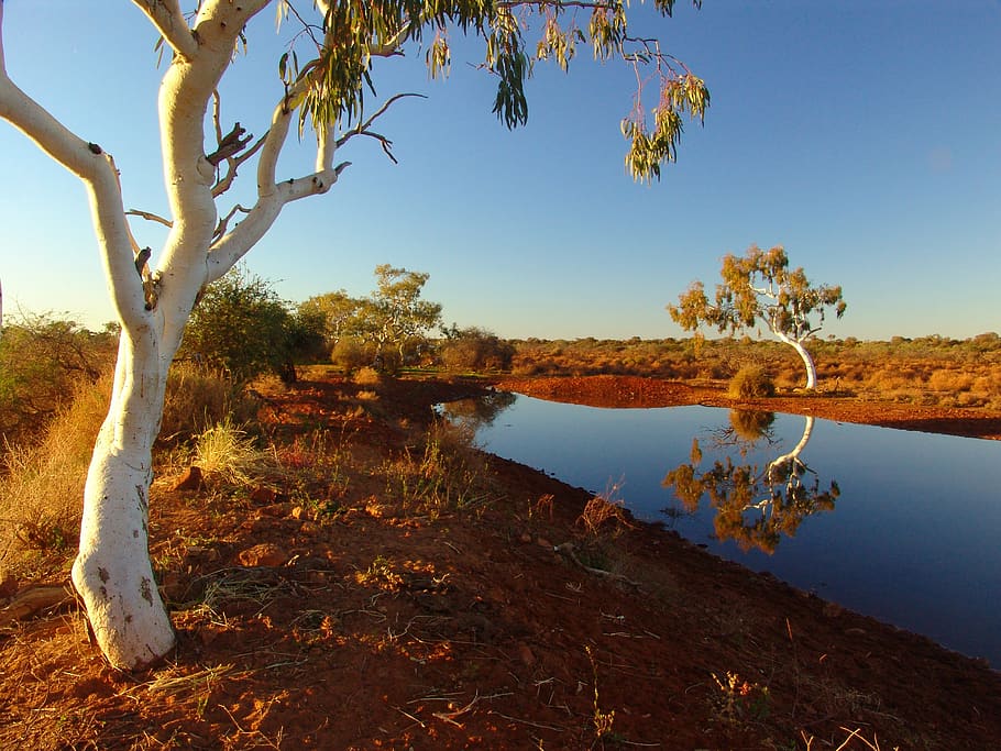 outback, australia, landscape, nature, waterhole, tree, plant, HD wallpaper
