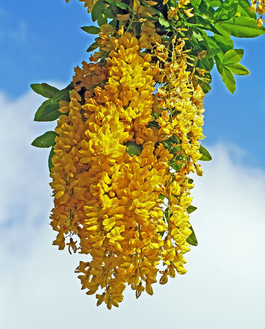 laburnum, tree, blossom, bloom, golden yellow, spring, garden HD wallpaper