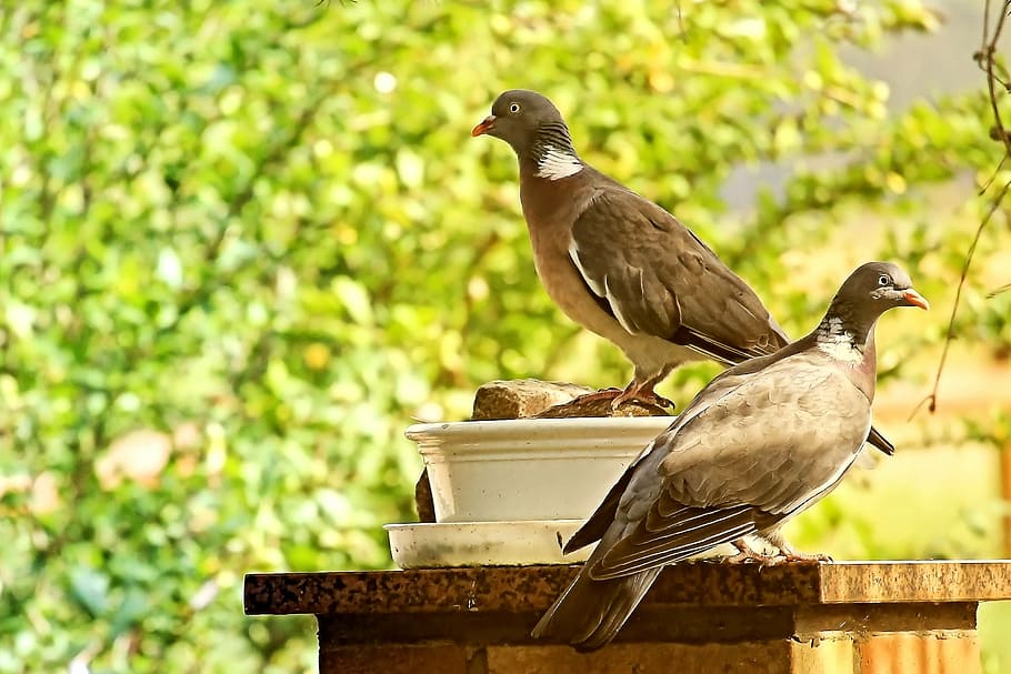 pigeons, birds, evening sun, animal themes, animal wildlife HD wallpaper