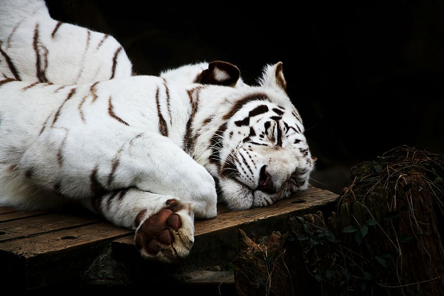 bengal tiger sleeping on brown wooden surface, white, cat, predator HD wallpaper
