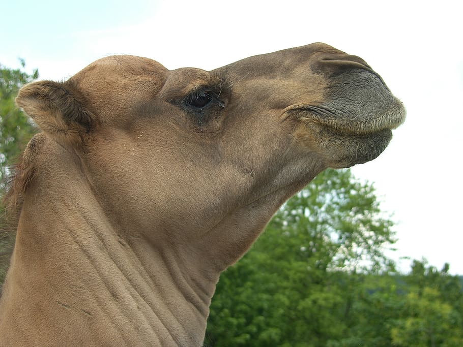 animals, desert, nature, camel, zoo, sand, africa, egypt, atacama desert HD wallpaper