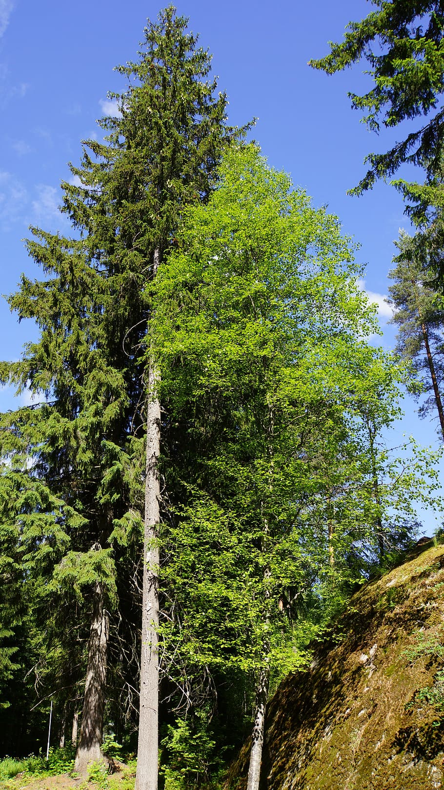finnish, summer, forest, conifer, deciduous tree, six, birch HD wallpaper