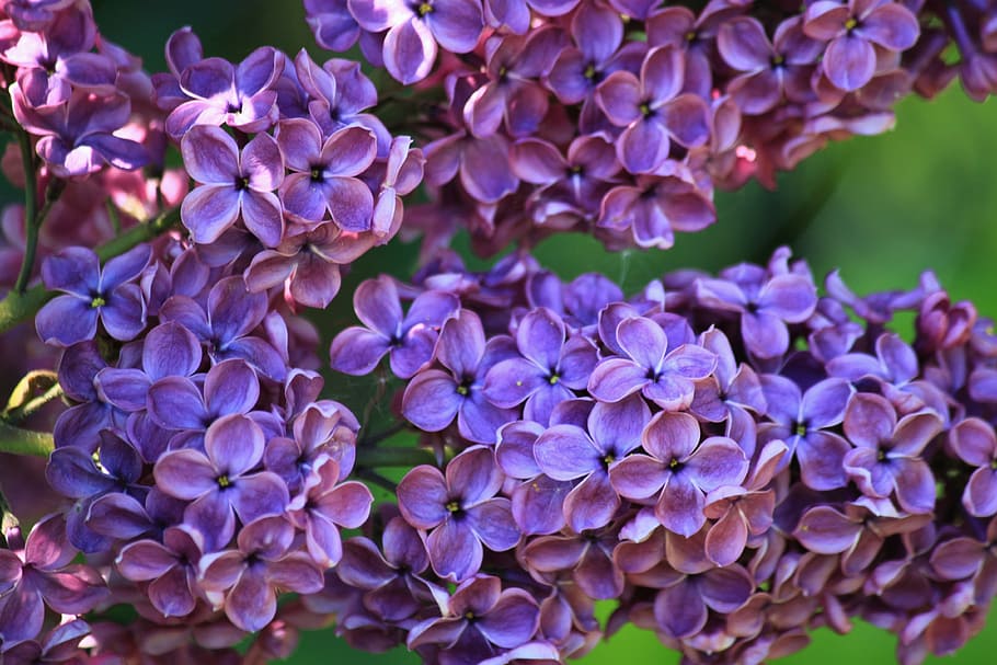 purple 4-petaled flowers, lilac, lilac bush, lilac flower, fliederblueten