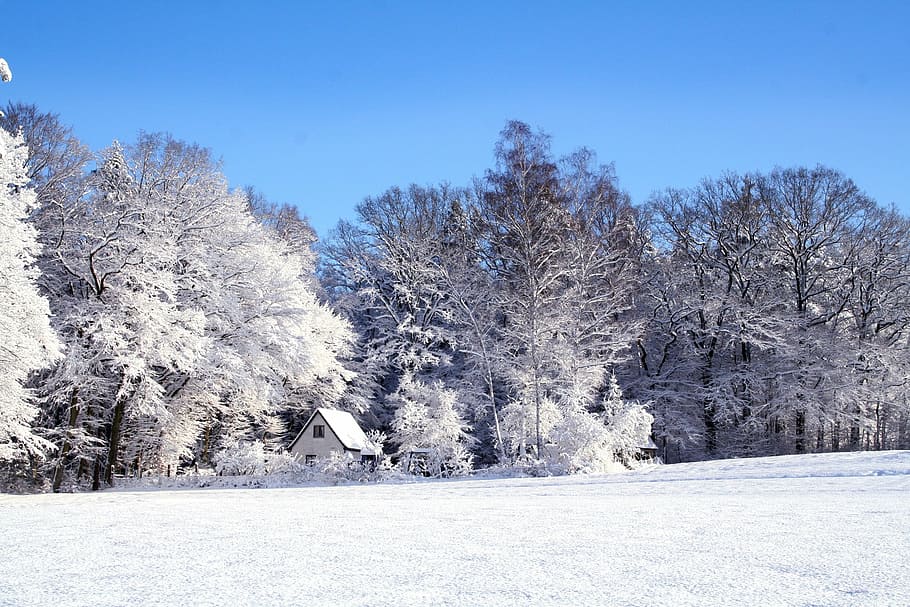 house between trees, winter, landscape, snow, cold, wintry HD wallpaper