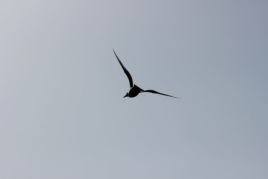 seagull, crow flies, flight, dom, bird, wildlife, nature, animal HD wallpaper