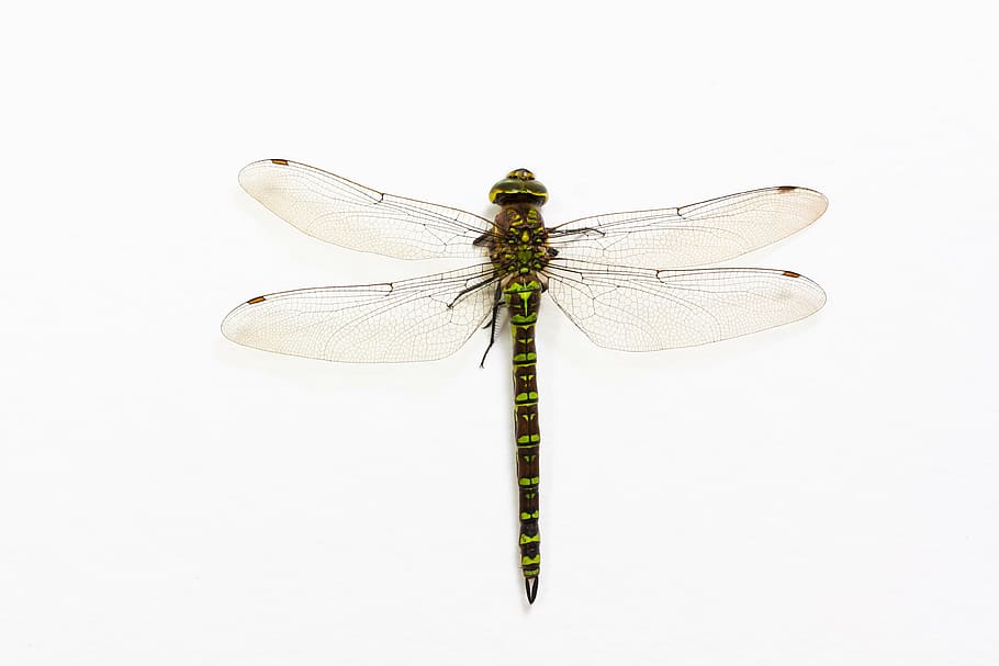 green dragonfly perched on white surface, insect, animal, wing HD wallpaper