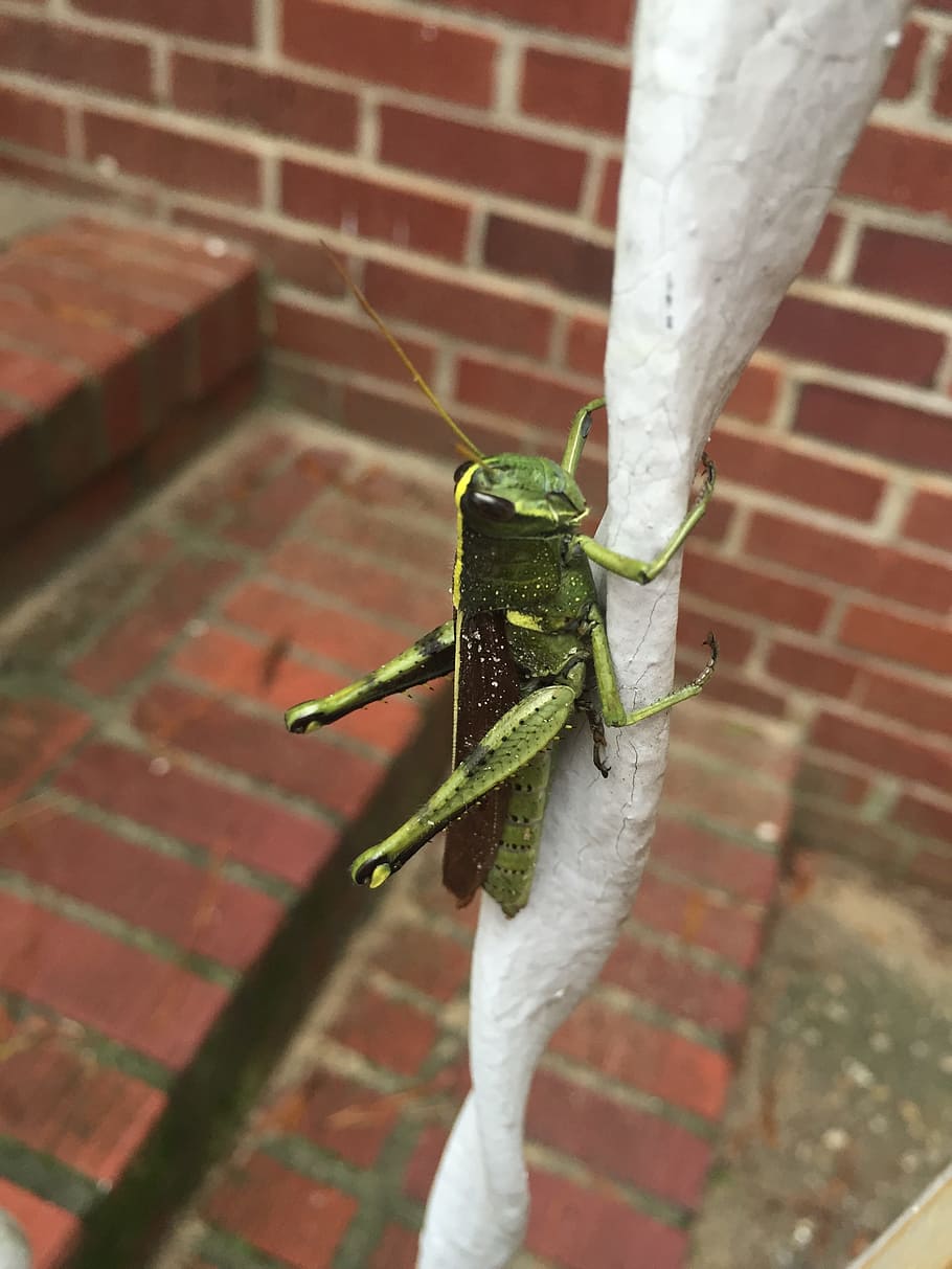 Grasshopper, Bug, Insect, Nature, green, wildlife, close, outdoor HD wallpaper