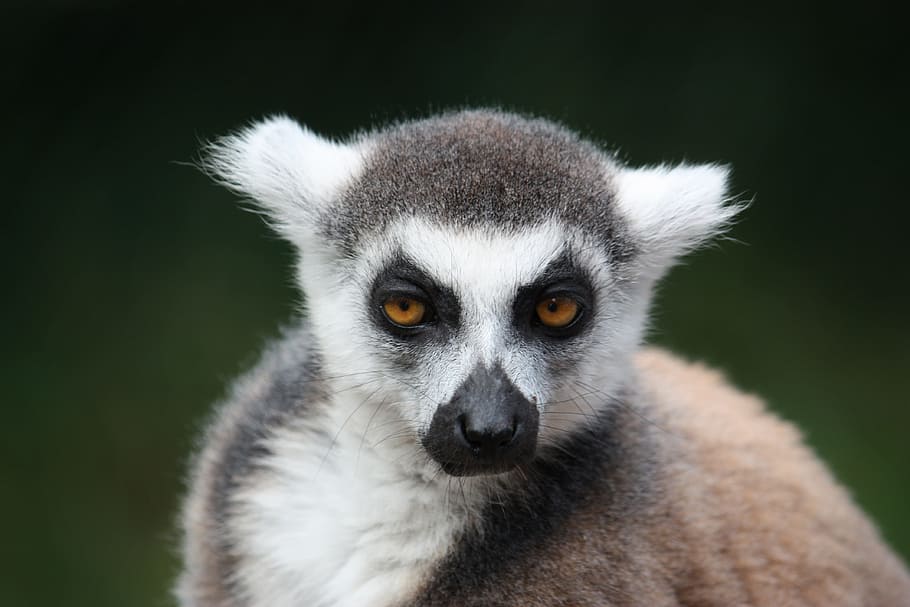 monkey, face, mammal, primate, eyes, watch, mimic, head, one animal HD wallpaper