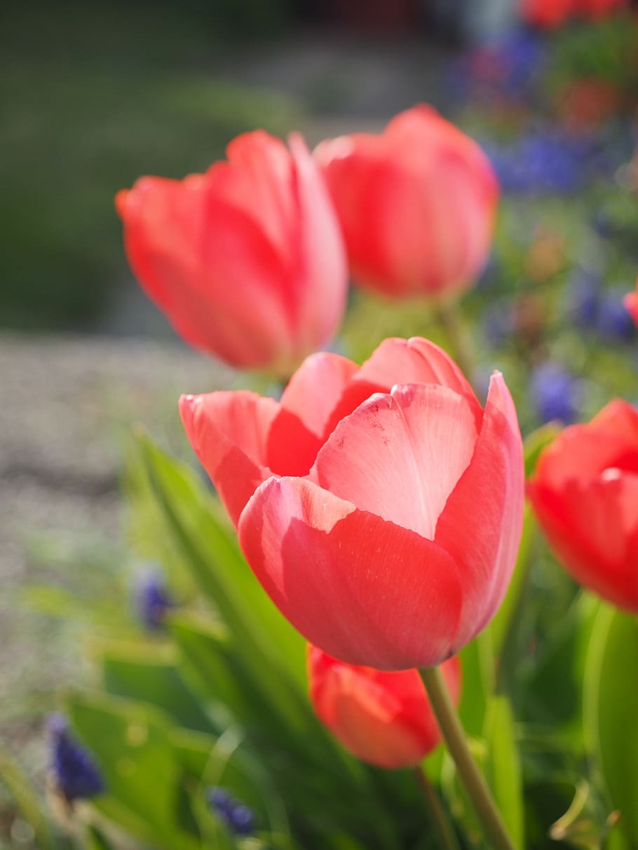tulip, red, flower, spring, close, colorful, tulipa, lily, liliaceae, HD wallpaper