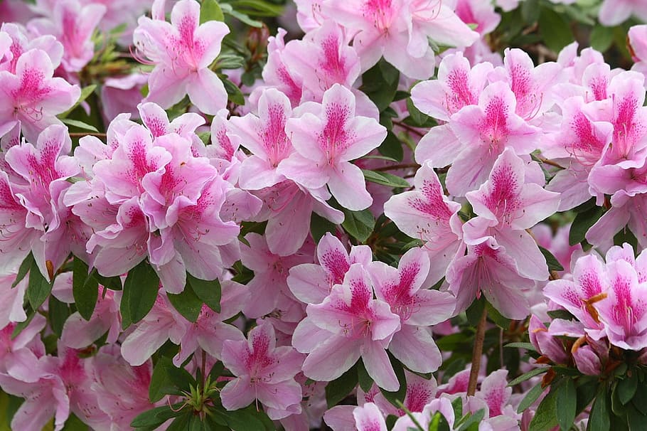 pink azalea flower macro photgraphy, rhododendron, bloom, blossom