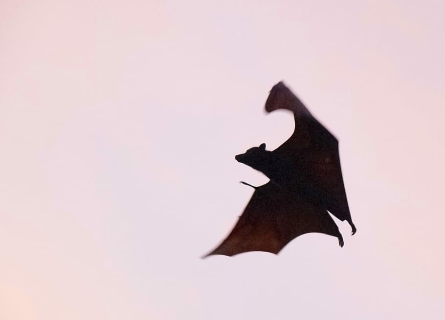 Flying Fox, brown bat, animal, night, sunset, no people, studio shot HD wallpaper