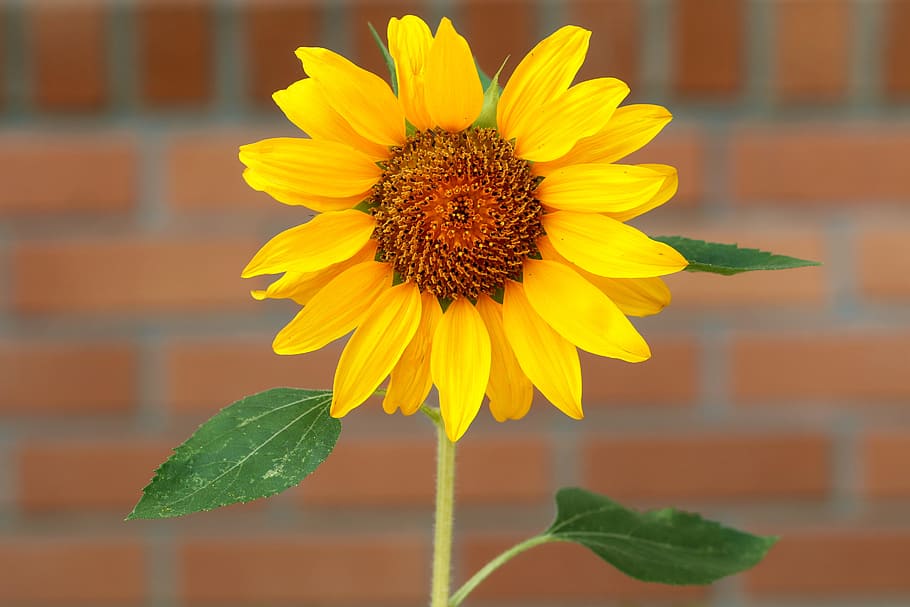 sunflower, plants, flowers, solar, affix, nature, landscape HD wallpaper