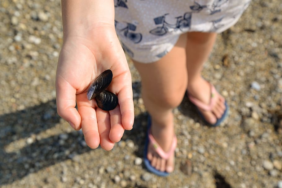 girl, beach, shells, walk, holiday, hand, sand, sea, ocean HD wallpaper